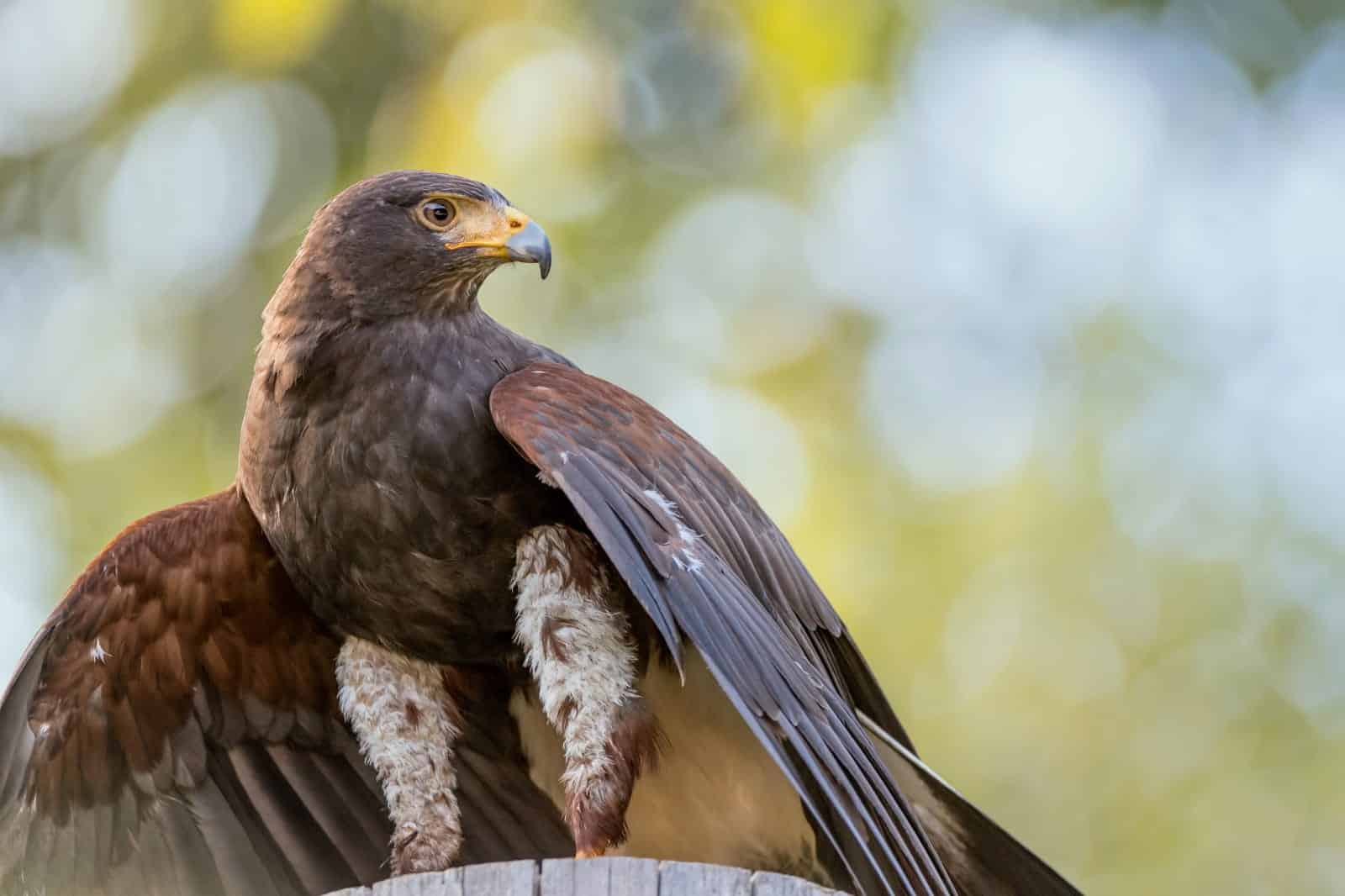 falconeria