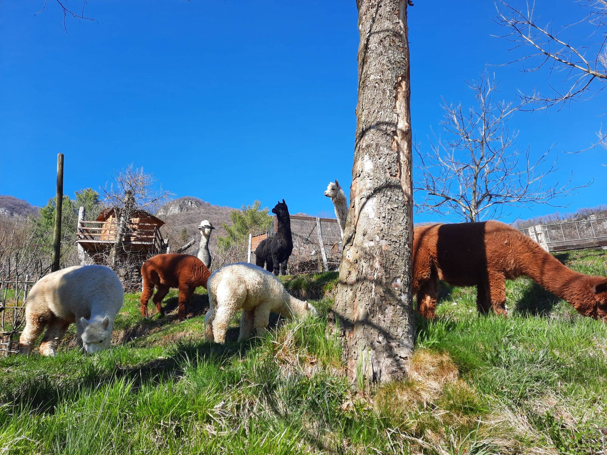 adotta un alpaca