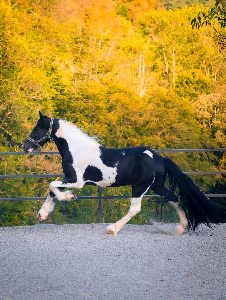 equitazione