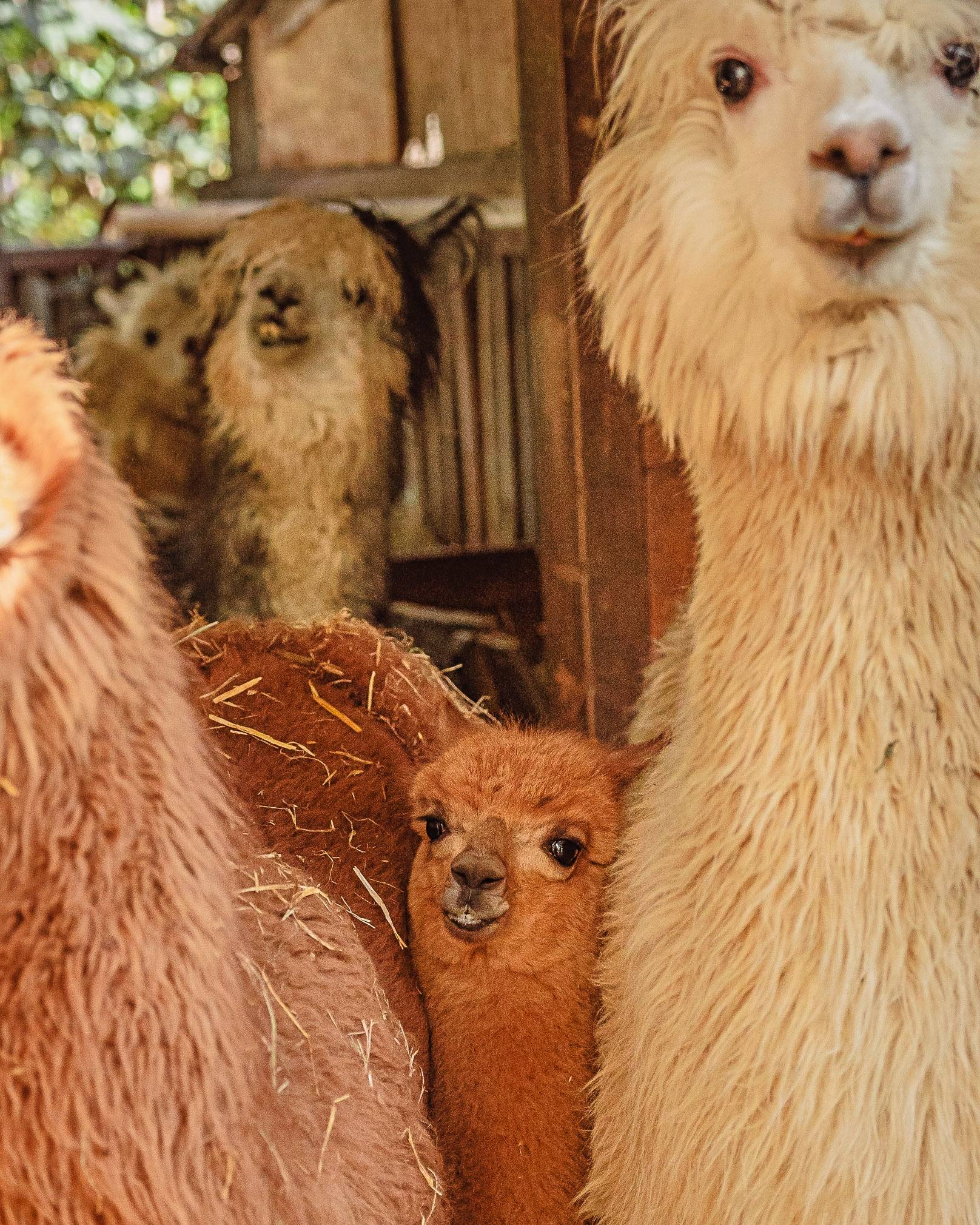 passeggiate con lama