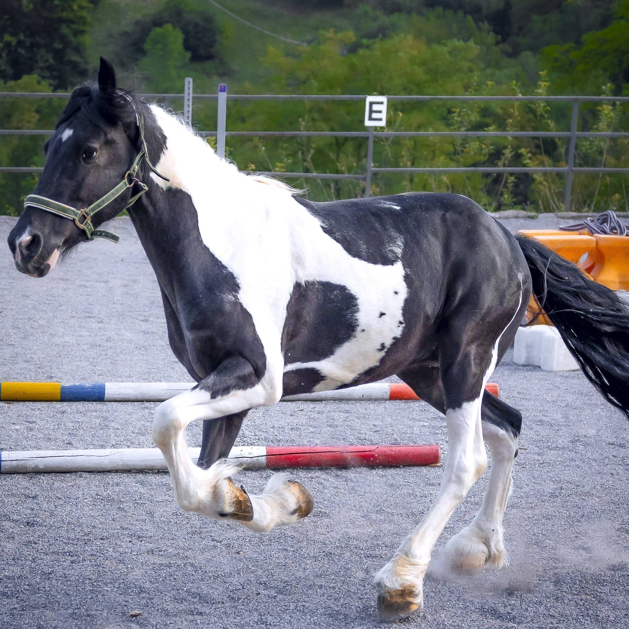 Lezione di equitazione all'Agriturismo Scuderia della Valle