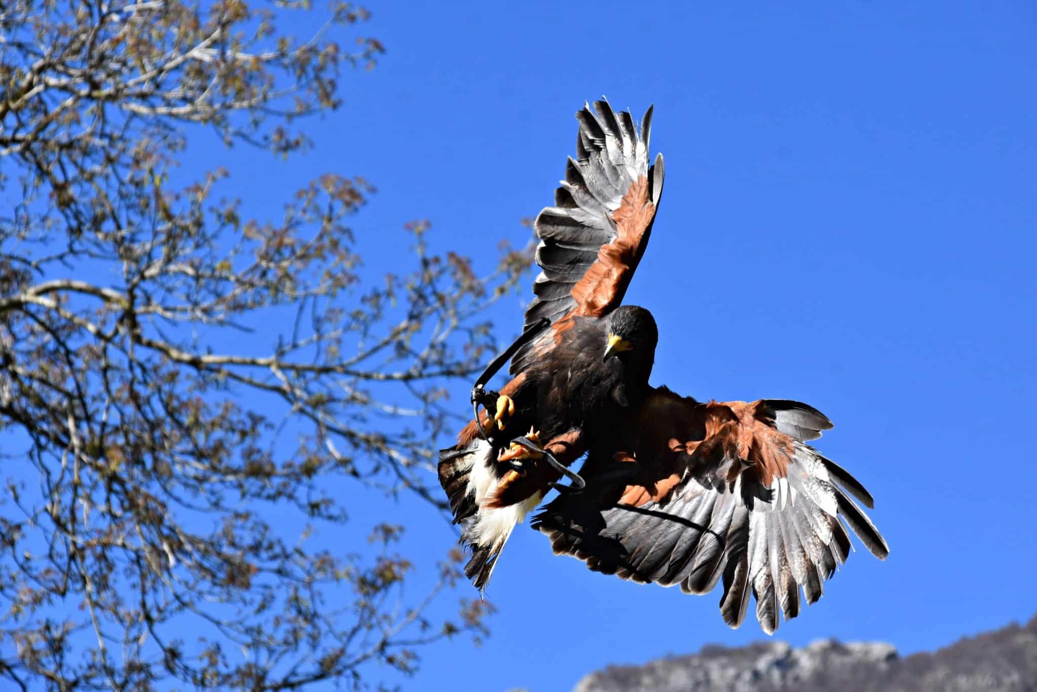Falconiere con un rapace durante un corso di falconeria all'Agriturismo Scuderia della Valle