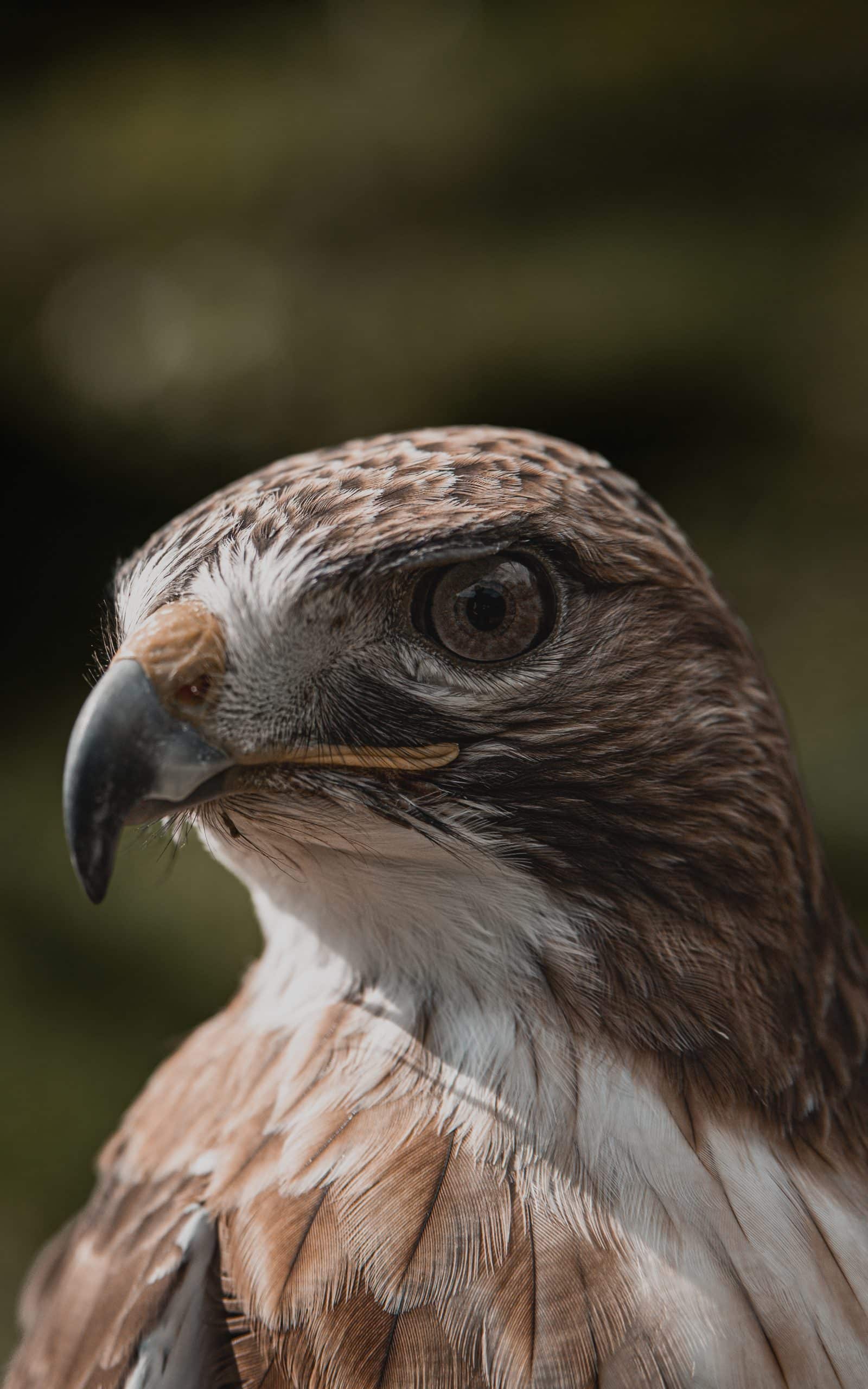 falconeria