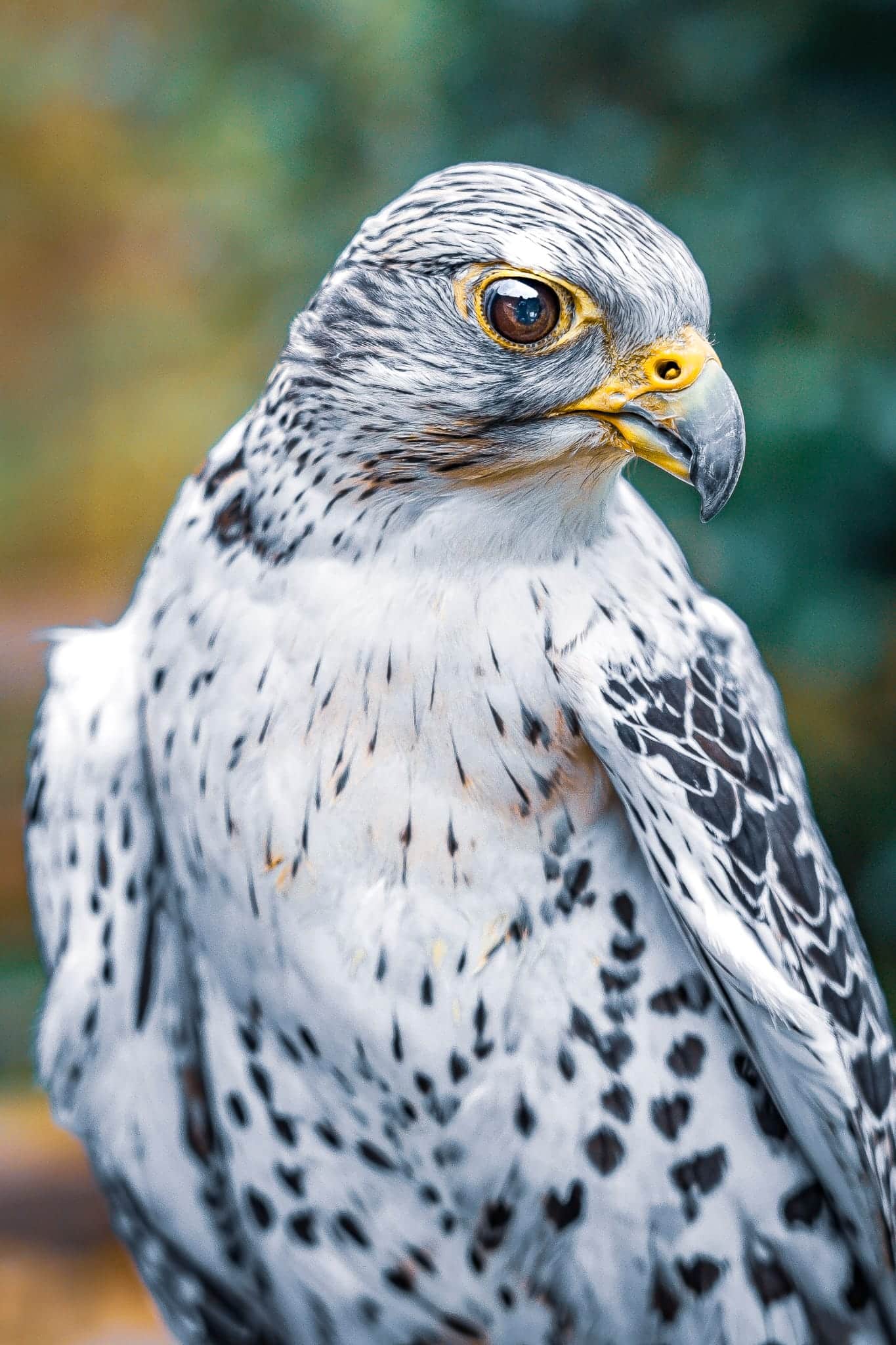 Spettacolo di falconeria all'Agriturismo Scuderia della Valle in Valle Imagna