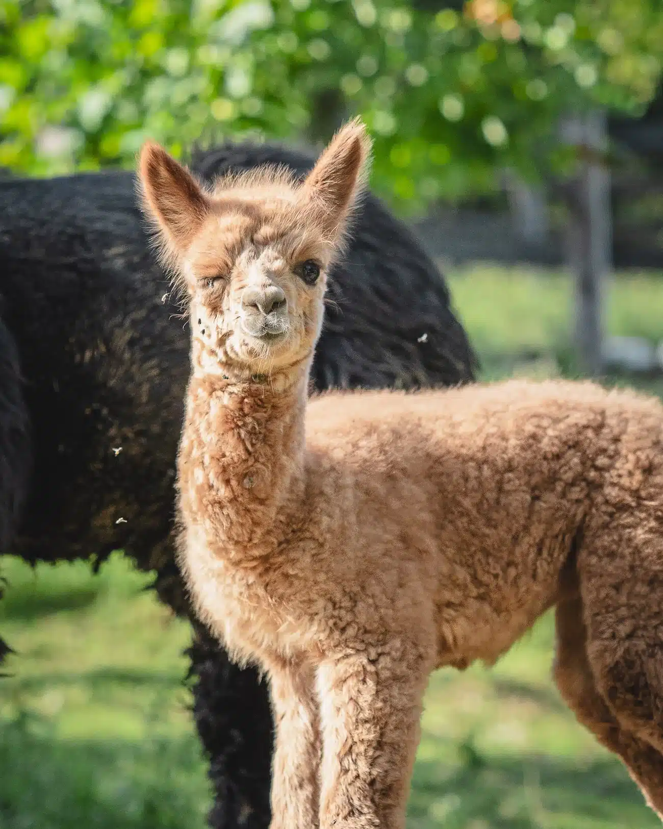 passeggiate con alpaca