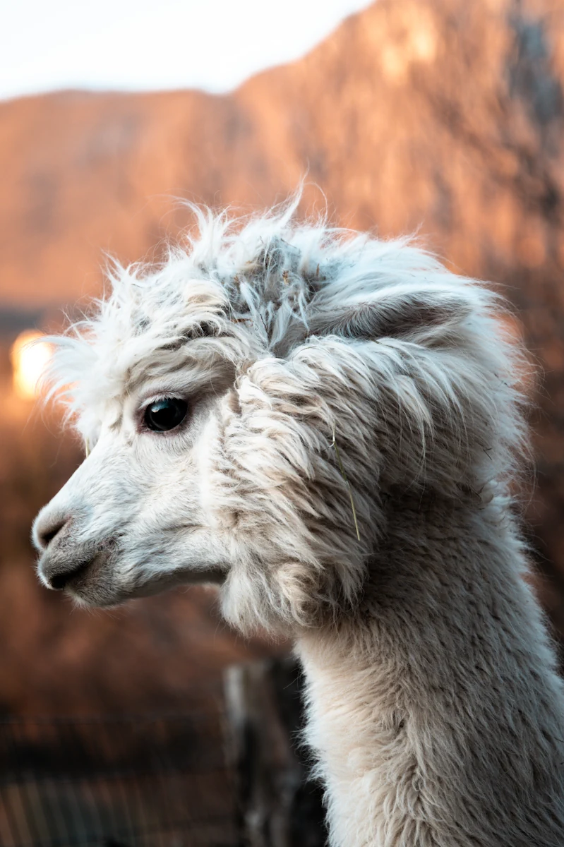adotta un alpaca