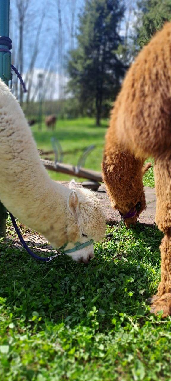 Alpaca che brucano all'Agriturismo Scuderia della Valle