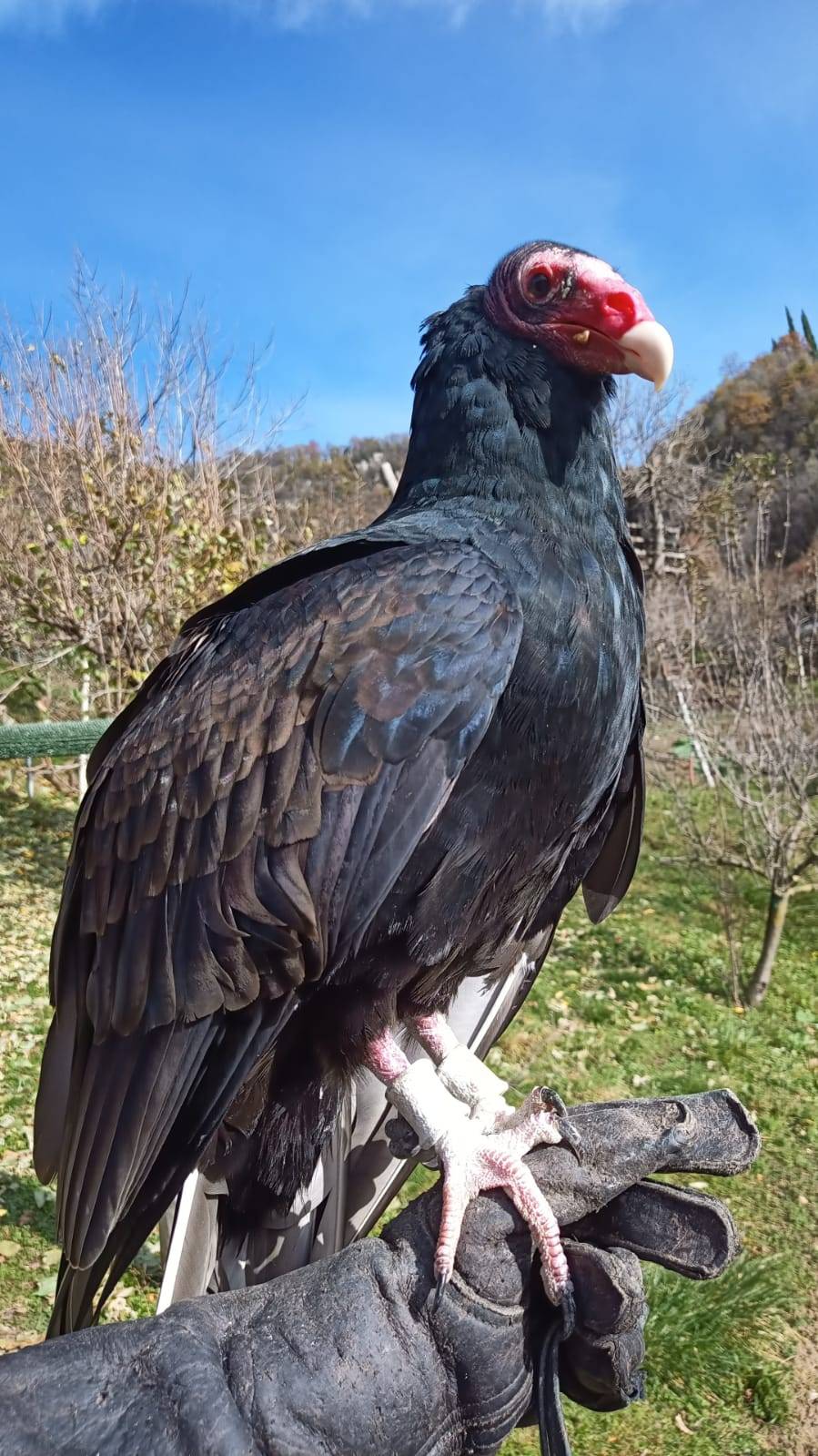 Avvoltoio tacchino durante uno spettacolo di falconeria alla Scuderia della Valle