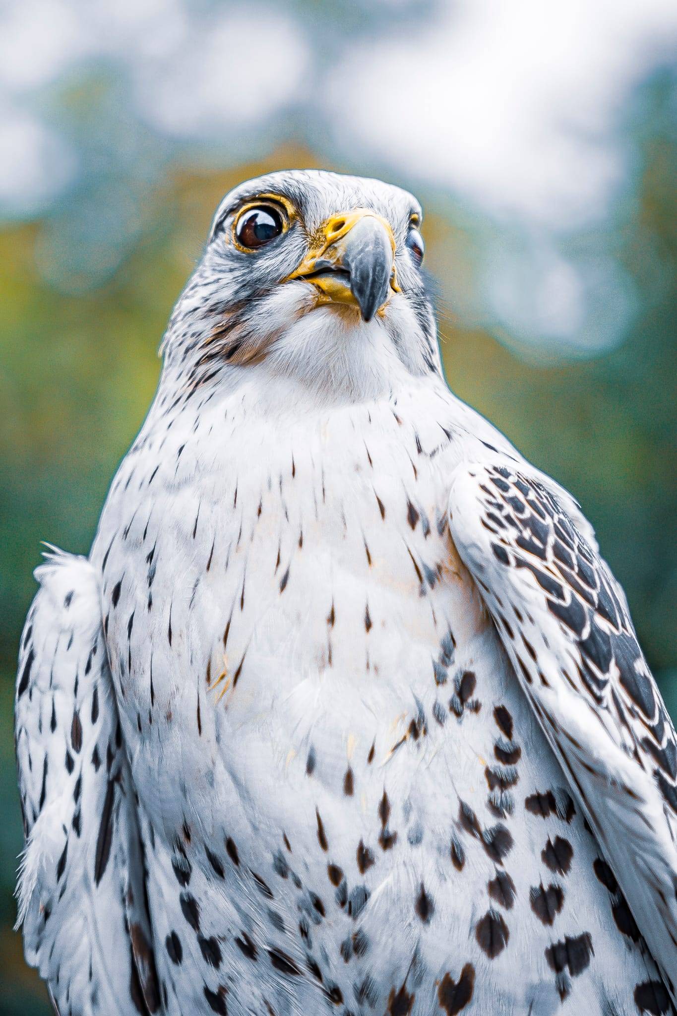 falconeria