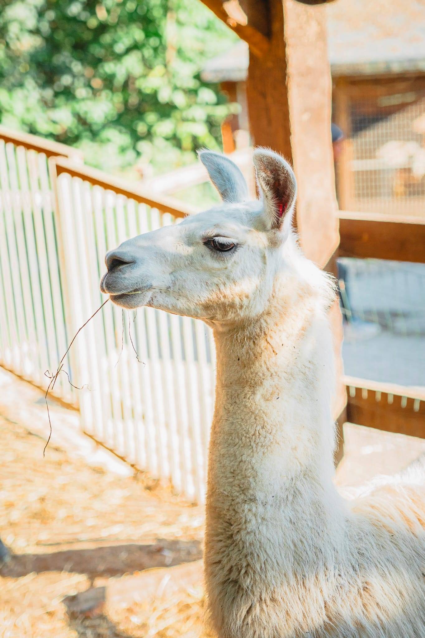 Lama e alpaca all'Agriturismo Scuderia della Valle