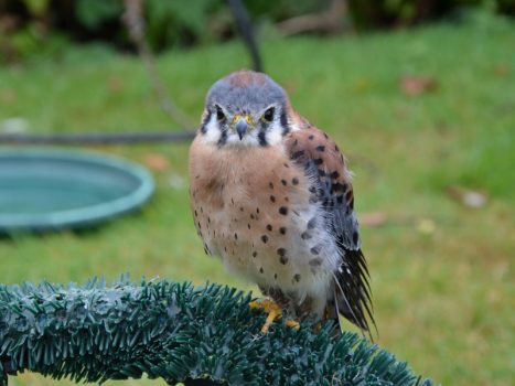 Allevamento E Vendita Del Gheppio Europeo Falco Tinniculus